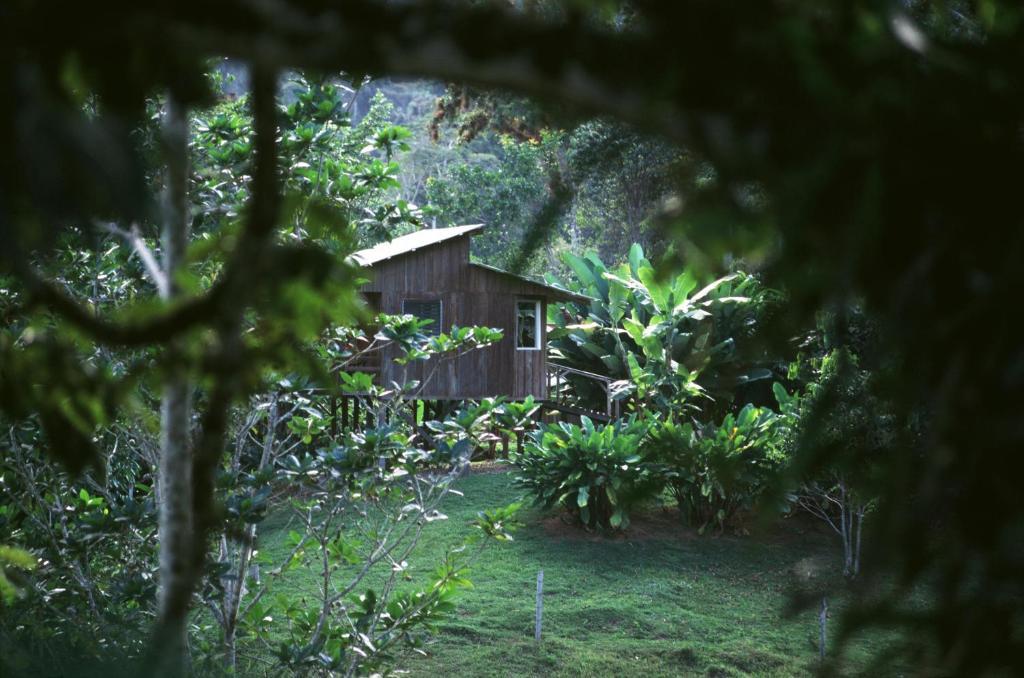 Selva Bananito Lodge Westfalia Habitación foto
